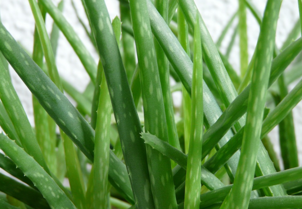 Aloes