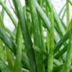 Aloes